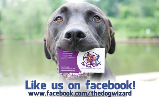 The Dog Wizard, Franchise Costs & Information